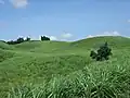 Hohes Gras am Vulkan Aso