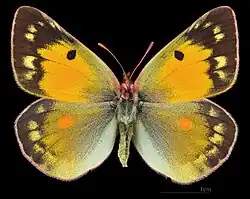 Colias chrysotheme ♀