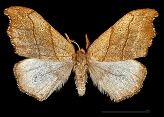 ♂