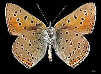 Lycaena hippothoe ♂ △