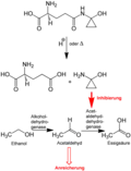 Schema zum Metabo­lismus des Coprins und des Coprinus-Syndroms