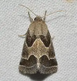 Schinia rivulosa
