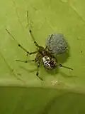 Weibchen mit Eikokon