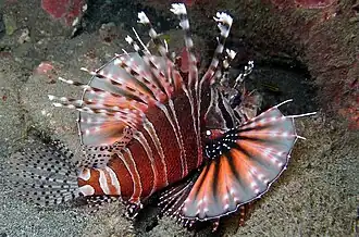 Feuerfisch