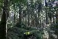 Naturwald