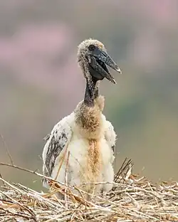 Junger Jabiru