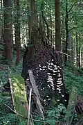 Windbruch