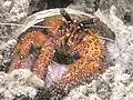 Dardanus megistos