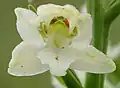 Grünliche Waldhyazinthe (Einzelblüte)