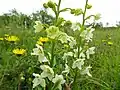 Grünliche Waldhyazinthe (Platanthera chlorantha)