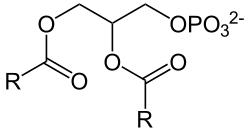 Phosphatidat
