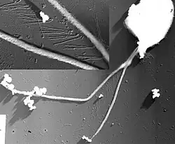 EM-Aufnahmen der dreigeteilten tubularen (röhrenförmige) Ziliienhare (Mastigoneme) von Lateronema sp. [Telonema antarcticum]