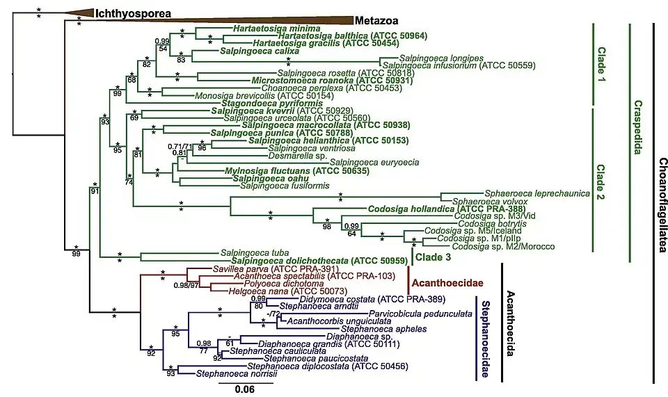 Phylogenie der Choanoflagellaten nach Carr et&nbsp;al. (2017). Die Gattung Salpingoeca ist danach nicht monophyletisch.[8]