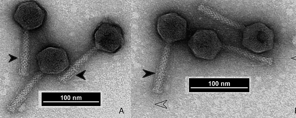 EM-Aufnahmen des Escherichia-Phagen wV8 (Felixounavirus wV8) zeigen die typische Morphologie der Myoviren. Offene Pfeilspitzen in B weisen auf verlängerte Schwanzfasern hin, während gefüllte Pfeilspitzen auf gefaltete Schwanzfasern hinweisen. Bei mehreren Partikeln sind Kragen und Hals zu erkennen.[11]