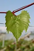 Junges Blatt