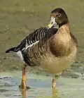 Tundrasaatgans (Anser serrirostris)