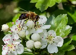 Zweigriffeliger Weißdorn. Blüten mit fünf weißen Kronblättern und zwei Griffeln