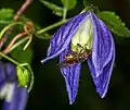 Tribus Anemoneae: Alpen-Waldrebe (Clematis alpina)