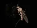 Wahrscheinlich Sylvicola fenestralis