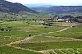 Weinanbau in Tautavel