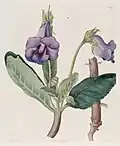 Frühe Abbildung von 1827 als Gloxinia caulescens