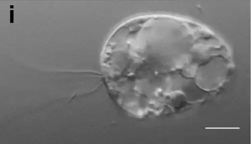 C. triciliatum Å85. Balken 10&nbsp;µm. Schwimmende (motile) Zelle.[10]