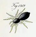 Weibchen von H. nitens