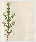 Vitus Auslasser 1479