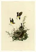 Tafel CXXXVII (137): Die Bewegungsab­läufe des Vogelfluges sind deutlich erkennbar.