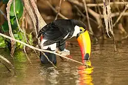 Riesentukan trinkt aus einem Fluss im Pantanal, Brasilien