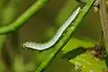 Raupe des Aurorafalters
