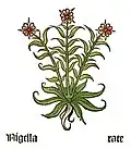 Herbarius Moguntinus 1484