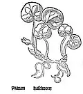 Gart der Gesundheit 1485