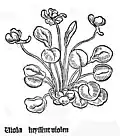 Gart der Gesundheit 1485
