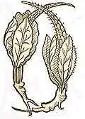 Hortus sanitatis......... 1491