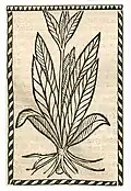 Hieronymus Brunschwig 1500