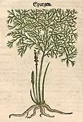 Otto Brunfels 1537