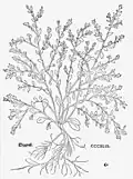 Leonhart Fuchs 1543