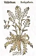 Mattioli / Handsch / Camerarius 1586