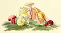 Agaricus coccineus