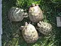 1,3 Agrionemys horsfieldii