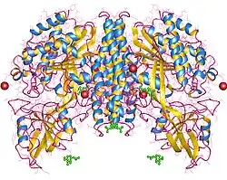 Transferrin-Rezeptor 1