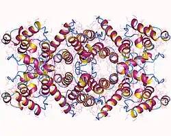 Dystrophin