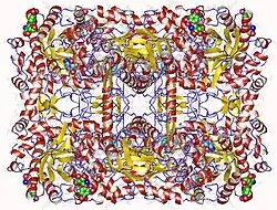 β-Glucosidase