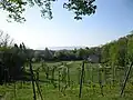 Blick vom Weinberg über den Magdalenengarten