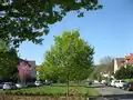 Mittelallee: Blick nach Westen