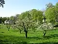 Streuobstwiese im April