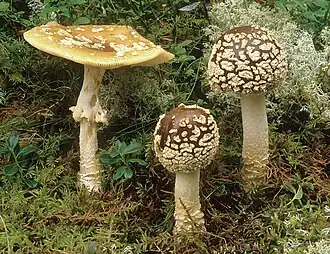2000 Königsfliegenpilz