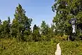 Moorlandschaft