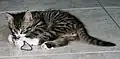Gestreifte Katze – Genotyp AA oder Aa
